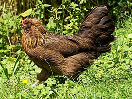 雞,鳥,農(nóng)業(yè)