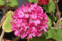 花,天竺葵,geraniaceae