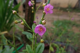 花卉,鮮花,宏