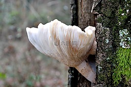 真菌,林,樹(shù)干