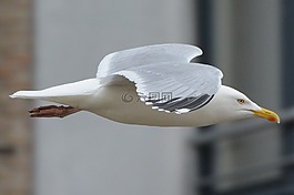 海鷗,動物,鳥