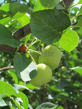 蘋果,綠黨,青蘋果