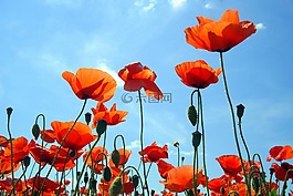 罌粟,鮮花,藍(lán)色