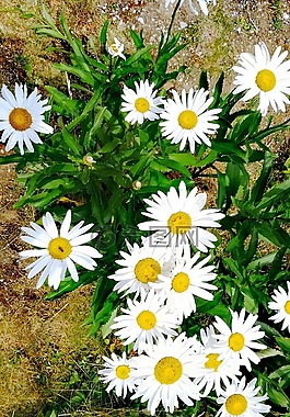 雛菊,鮮花,白