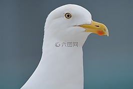 海鷗,動物,鳥