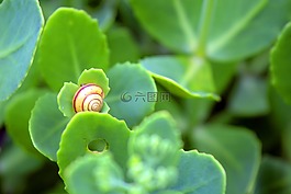 动物,植物,和谐