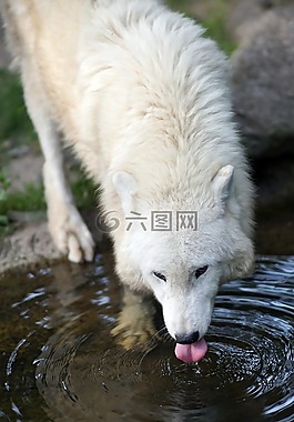 polarwolf,喝,白