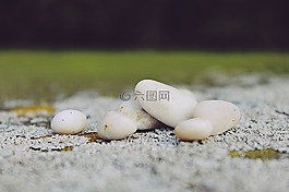 石頭,卵石,苔