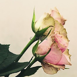 玫瑰,粉紅色,花