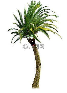 樹,性質(zhì),棕櫚