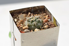turbinicarpus,仙人掌,多汁