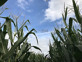 玉米,天空,云