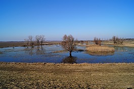 木材,水,景觀