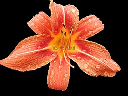 黃花菜,開花,萱草