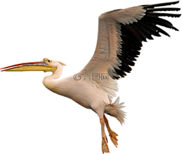 鳥(niǎo),飛,白