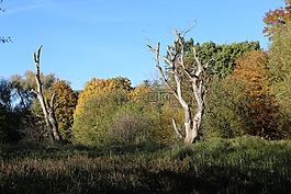 性質(zhì),樹,樹木
