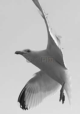 海鷗,動(dòng)物,鳥