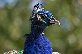 孔雀,鳥,多彩