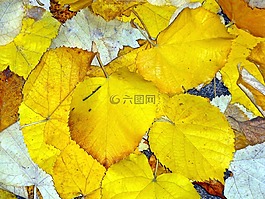 秋,葉子,自然
