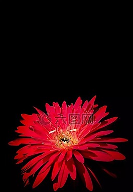 花,植物區(qū)系,自然