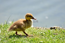 綠頭鴨,小雞,嬰兒