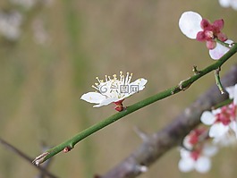 梅花,京都,寶池