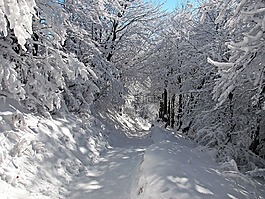 森林,冬季,雪