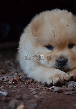 小狗,松狮犬,粻