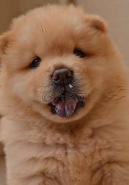 chowchow,小狗,睡眠
