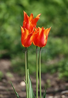 郁金香,常年,花的
