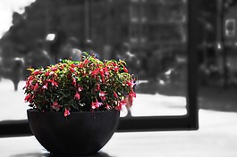 街,歐洲,花