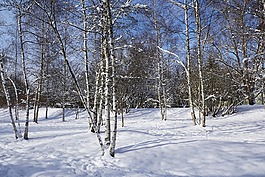 雪,冬天,樺木