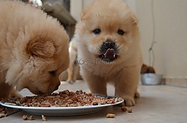 chowchow,小狗,睡眠