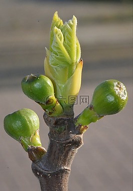無花果,植物,性質(zhì)