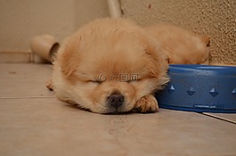 chowchow,小狗,睡眠