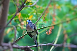 鳥(niǎo),動(dòng)物,性質(zhì)