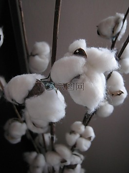 棉花,廠,白