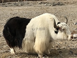 纳木措,黑白牛,阳光