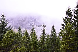 冰島,森林,綠色