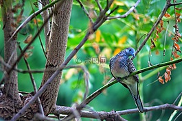 鳥(niǎo),動(dòng)物,性質(zhì)