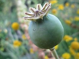 罌粟,膠囊,性質(zhì)