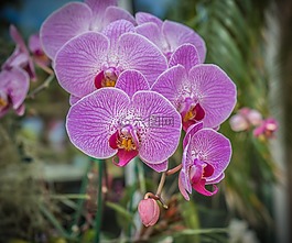 蘭花,花,紫色