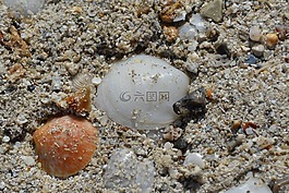 沙,貽貝,石頭