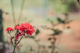 玫瑰,植物園,花園