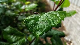 葉子,飛,昆蟲