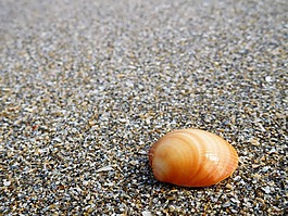 外殼,沙,海灘