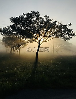 日出,清晨,太阳