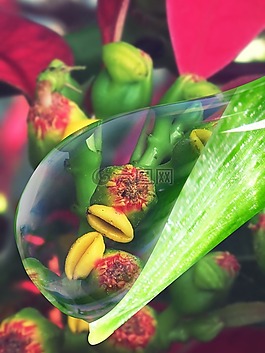 植被,水,滴的水