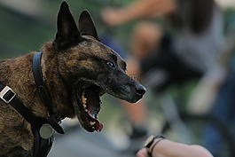 狗狗,大嘴,項圈