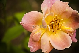 玫瑰,粉紅色,黃色